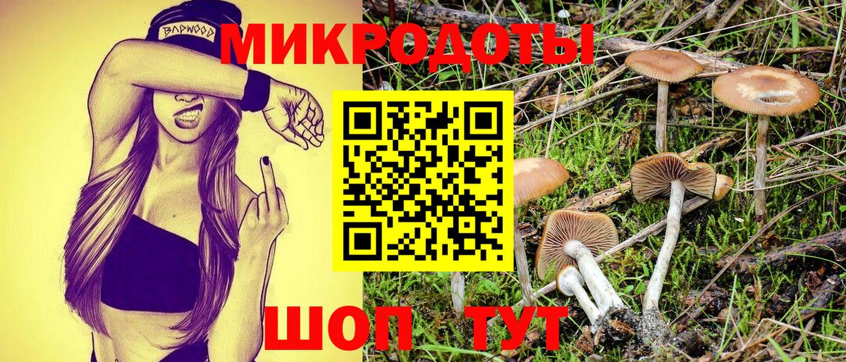 Псилоцибиновые грибы Psilocybe Вологда